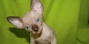 Sphynx Kittens For Pets And Breeding