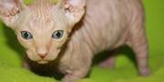 Sphynx Kittens hairless cats for Sale