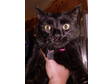 Adopt Lucy a Domestic Short Hair-black