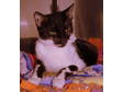 Adopt Pez a Domestic Short Hair-black and white