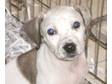 Adopt Page a Dalmatian, Pit Bull Terrier