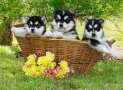 Gorgoues Alaskan Malamute Puppies for Adoption