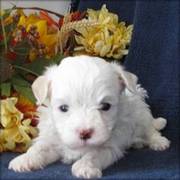 Cute And Lovely Havanese Puppies