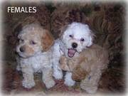 Christmas Puppies,  Lay-A-Way Now,  Small Non-Shed Hypo-Alergitec
