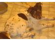 Adopt Rancine a Australian Cattle Dog/Blue Heeler