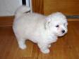 maltipoo puppies- (3) females,  mother is a 7# maltese