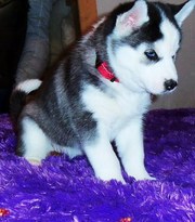 Black and white blue eyes siberian husky puppy for adoption