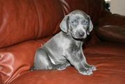 Shinning Brown Great Dane puppy for sale