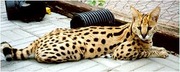 African serval kittens,  savannah f1-f5 ,  ocelots and caracl kittens